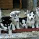 Siberian Husky Welpe 8 Wochen Alt